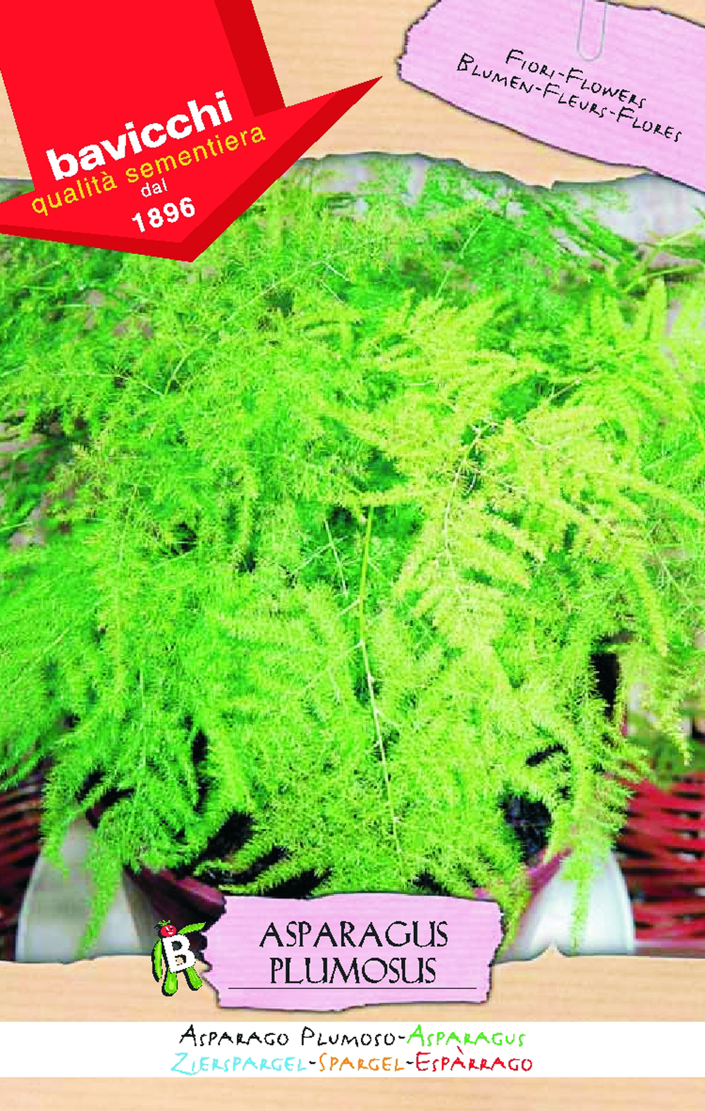 Asparagus Fern Seeds, Plumosus