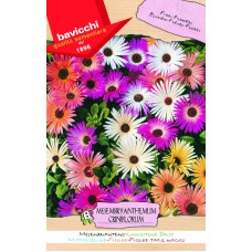 Mesembryanthemum Seeds, Livingstone Daisy Mix