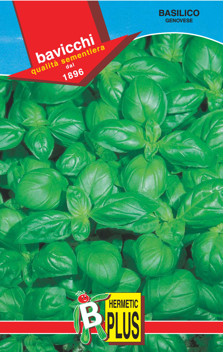 Basil Seeds, Genovese Italiano Classico