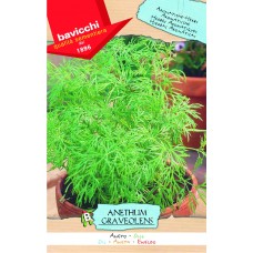 Dill Seeds