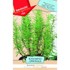 Rosemary Seeds