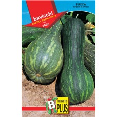 Squash Seeds, Tardiva di Napoli