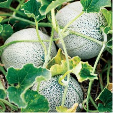 Melon Seeds, Green Nutmeg