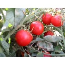 Tomato Seeds, Riesentraube