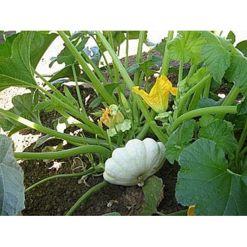 Squash Seeds, Bennings Green Tint Scallop